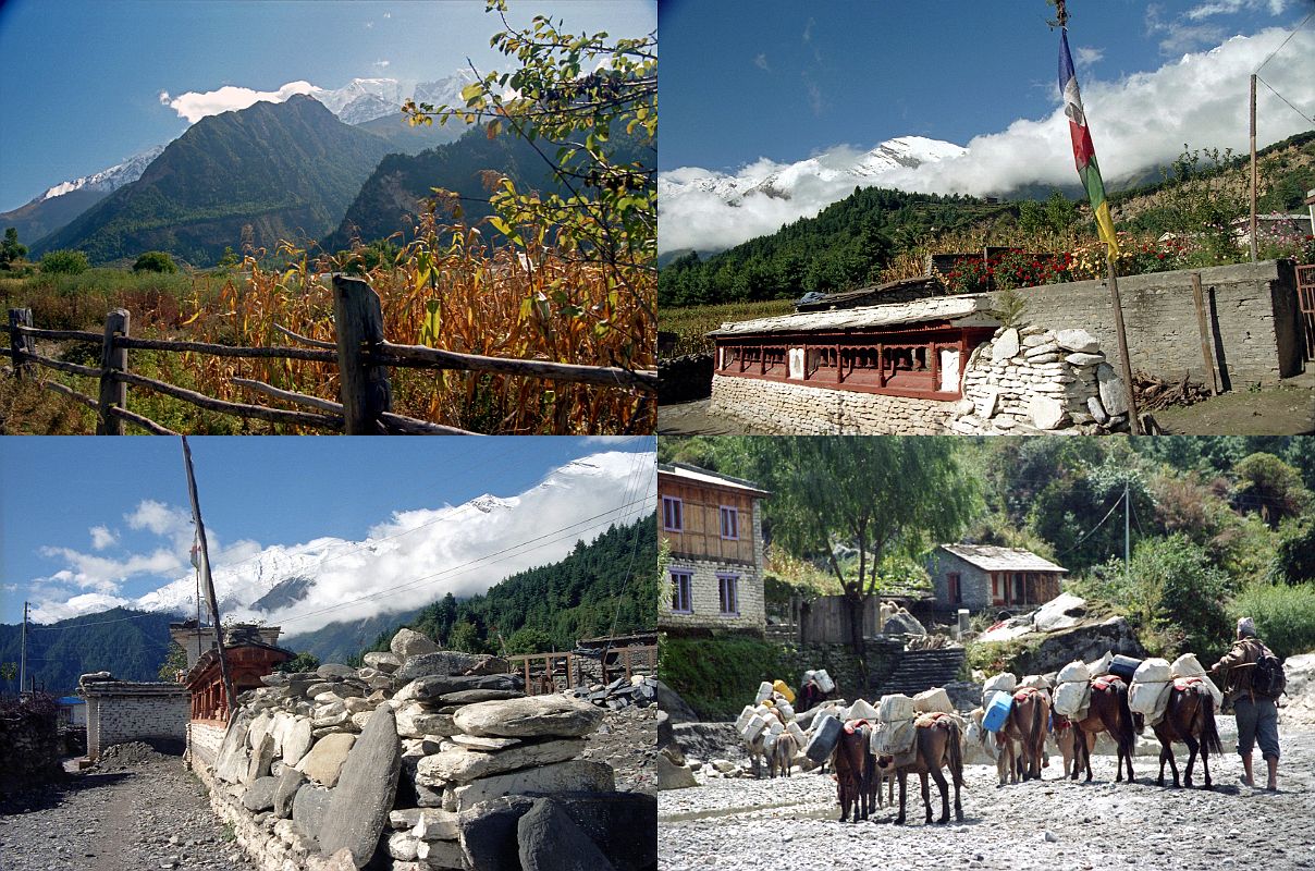 308 Nilgiri From Larjung, Prayer Wheels At Larjung And After Larjung, Donkey Train Near Kalopani UL Nilgiri Central (6940m) and Nilgiri South (6839m) across from Larjung.  UR By the time I got to Khobang's twin-village of Larjung (2560m) the clouds totally covered Dhaulagiri. �The Sherpas took us by way of Larjung, no doubt so that they could spin the prayer-wheels� (Maurice Herzog, Annapurna). LL At the bend in the river between Larjung (2560m) and Kalopani (2530m) is the deepest gorge in the world. Annapurna I (8091m) and Dhaulagiri (8167m) are 35km apart on either side of the valley, while the bottom of the valley is at 2540m. LR: Donkey trains are a common feature on the west side of the Annapurna region and are used to ferry goods between the remote mountain villages.